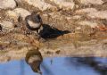 Turdus torquatus